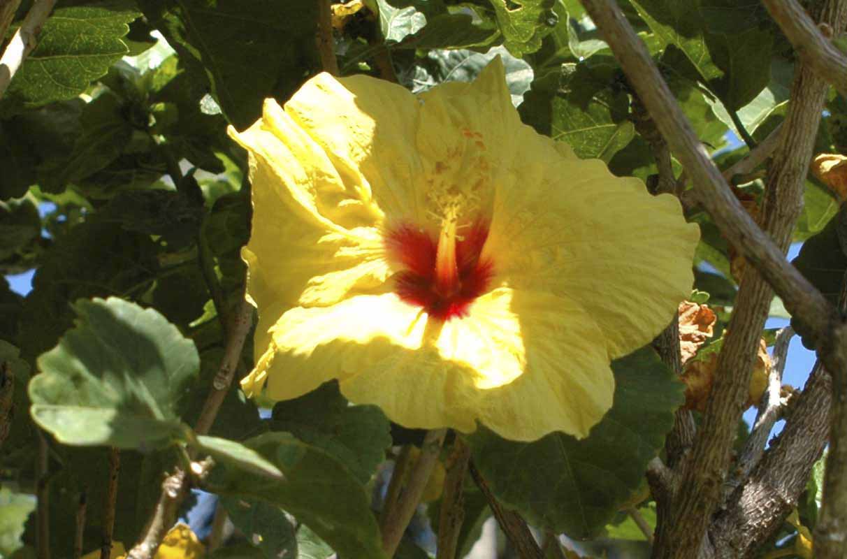 Flor tropical - islas Hawaii - EEUU 3